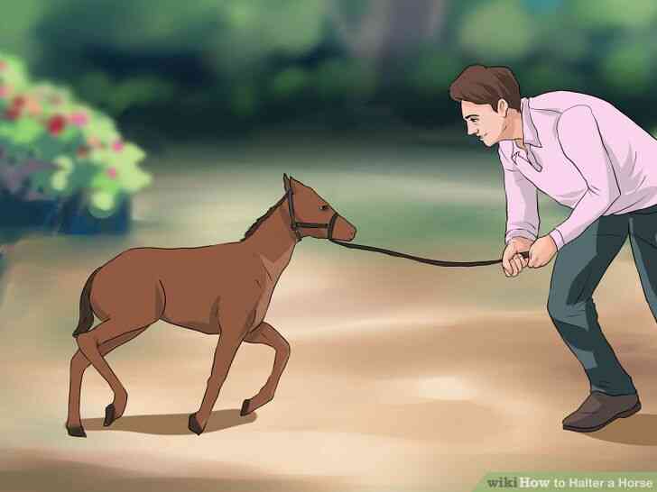 Image intitulée Licol Cheval Étape 13